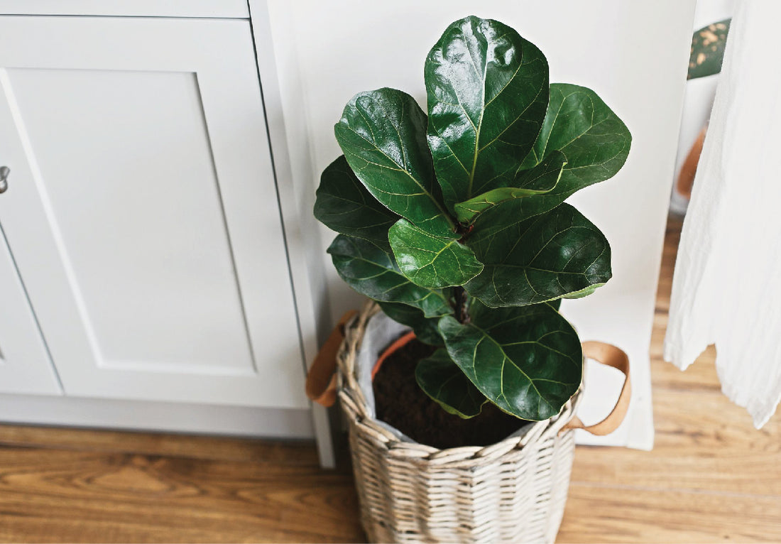 Indoor Plants Malaysia: The Benefits & How To Place Them In Your Home